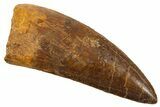 Serrated Carcharodontosaurus Tooth - Enormous Tooth! #336085-1